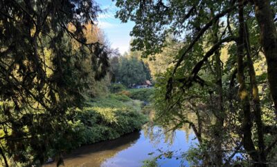 Forest Bathing: How Time in the Woods Restores the Nervous System