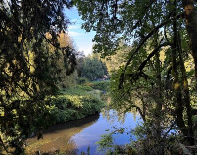 Forest Bathing: How Time in the Woods Restores the Nervous System
